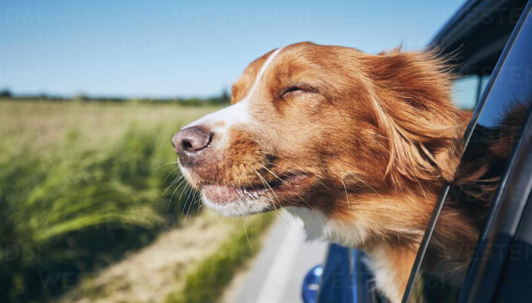 01Retreiver_Car_Mobile